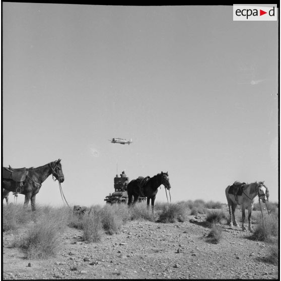 Vue de chevaux d'une harka montée au repos.