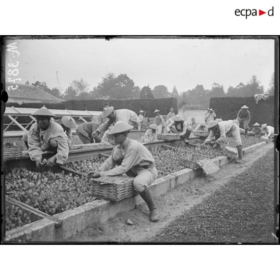 Versailles, au Trianon, la culture potagère par les Tonkinois. Tonkinois cultivateurs. [légende d'origine]