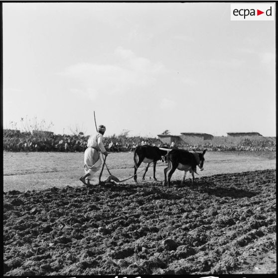 Un laboureur au pied de la colline d'Ali Montar ou Al Montar, dans le secteur de Gaza.