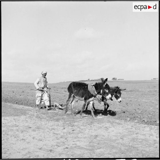 Un laboureur au pied de la colline d'Ali Montar ou Al Montar, dans le secteur de Gaza.