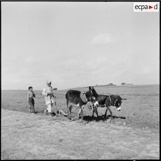 Un laboureur au pied de la colline d'Ali Montar ou Al Montar, dans le secteur de Gaza.