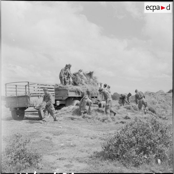 Région d'El Gor. Des hommes de la 1re compagnie du 21e régiment d'infanterie chargent des herbes dans un camion.