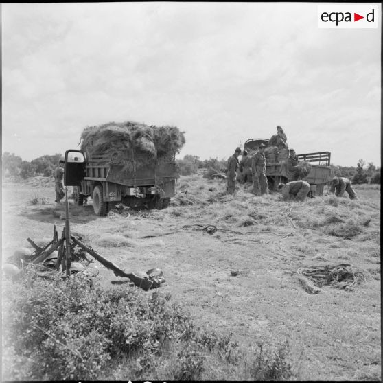 Région d'El Gor. Des hommes de la 1re compagnie du 21e régiment d'infanterie chargent des herbes dans un camion.