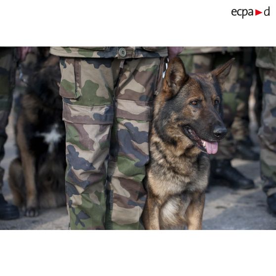 Groupe cynotechnique, chien dans les rangs.