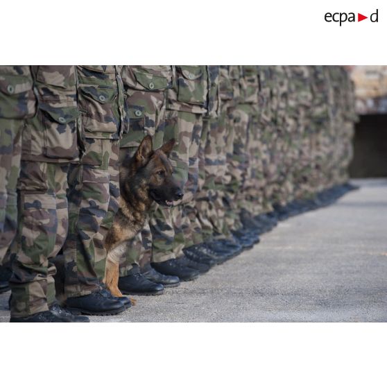 Groupe cynotechnique, chien dans les rangs.