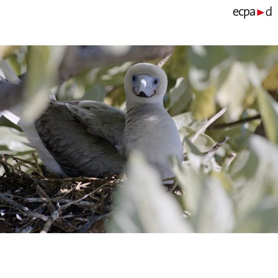 Oiseau sur l'atoll de Fangataufa. [Description en cours]