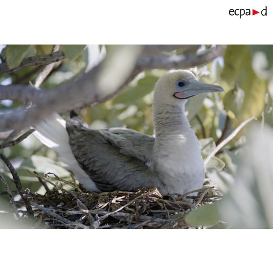 Oiseau sur l'atoll de Fangataufa. [Description en cours]