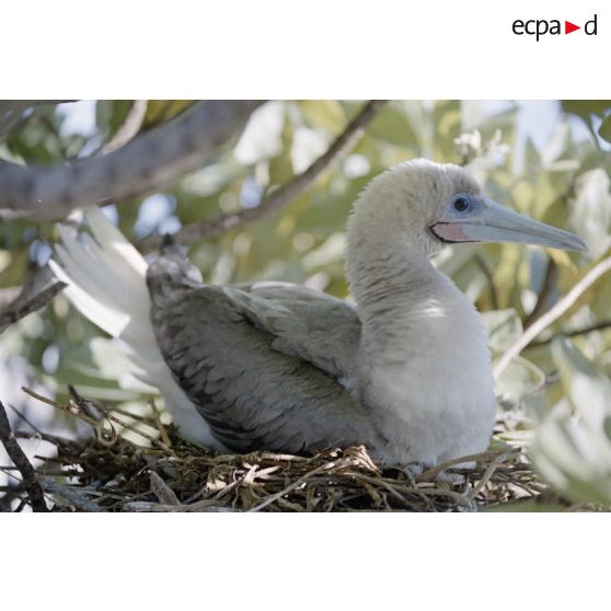 Oiseau sur l'atoll de Fangataufa. [Description en cours]