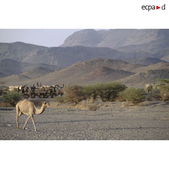 Halte du convoi sur la route d'Hafar al Batin.