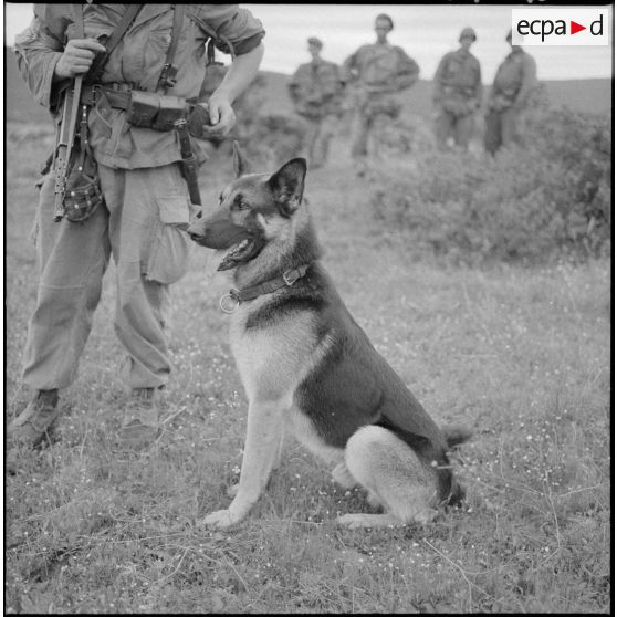 Chien pisteur ayant servi à prendre contact avec la bande rebelle.