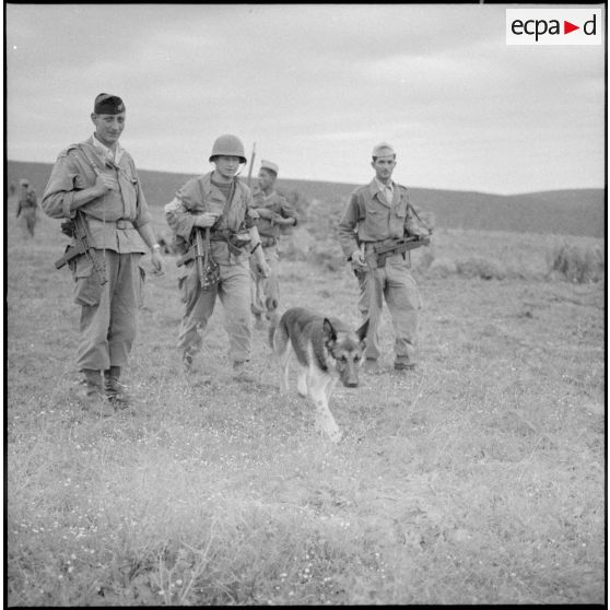 Chien pisteur ayant servi à prendre contact avec la bande rebelle.