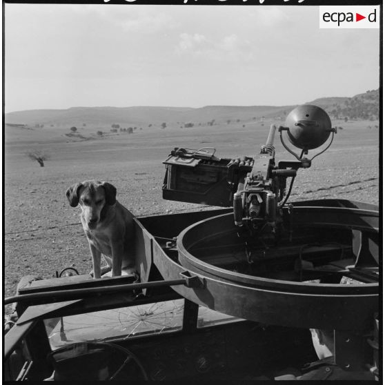 Opération Saïda n°1. Un chien à bord d'un véhicule half-track M3A1.