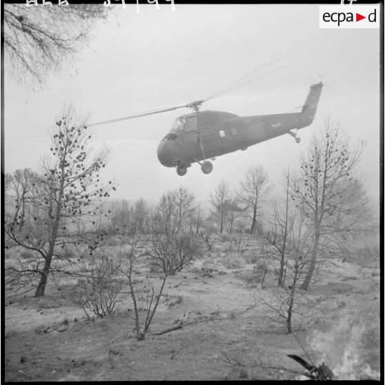 Opération dans la région de Sidi-Mimoun, monts de Saïda. Hélicoptère Sikorsky H-34.