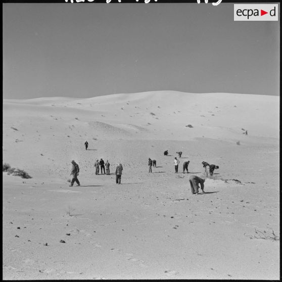 Grand Erg oriental. Les hommes ramassent quelque chose dans le désert.