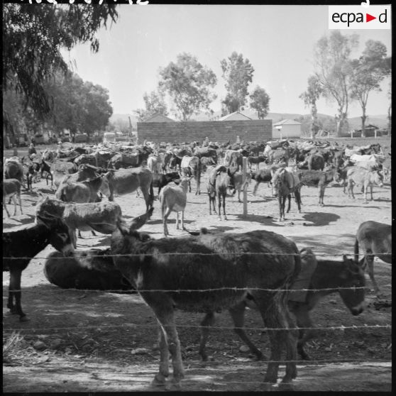 Marché de Lamartine. Animaux.