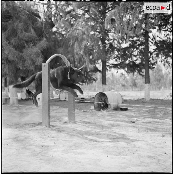 Chien du peloton cynophile à l'entraînement.