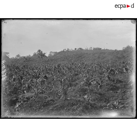 Baré. Plantation indigène de maïs. [légende d'origine]