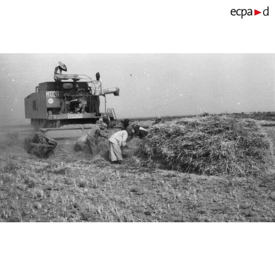 République du Sénégal, 1979. Récolte du riz à la batteuse mécanique dans la région de la Saed (fleuve Sénégal près de Saint-Louis).