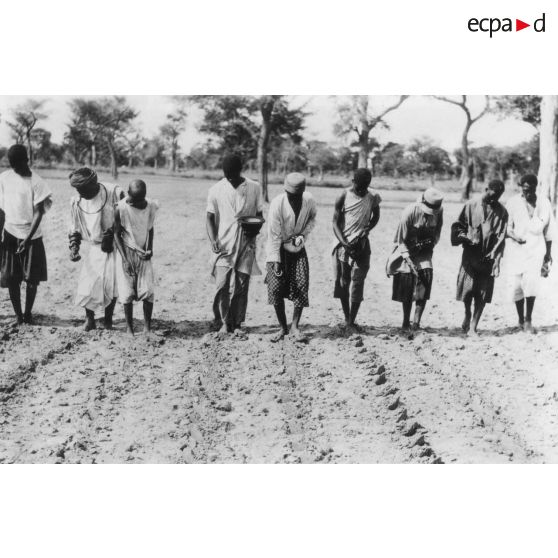 République du Sénégal, station de M'Bambey. Arachide. Semis de multiplication.