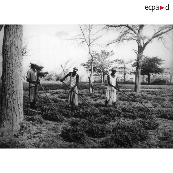 République du Sénégal, M'Bambey, 1958. Nettoyage des plants d'arachide à l' aide de l'hilaire.