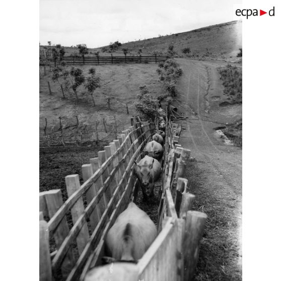 République populaire du Congo, vallée du Niari, 1957. Société Africaine d' élevage. Safel. Couloir de vaccination.