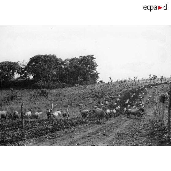 République populaire du Congo, vallée du Niari, 1957. Société Africaine d' élevage. Safel. Troupeau de boeufs.