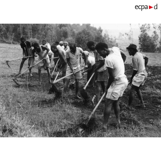 République Rwandaise, 1970. Travaux des champs. Equipe d'entraide.