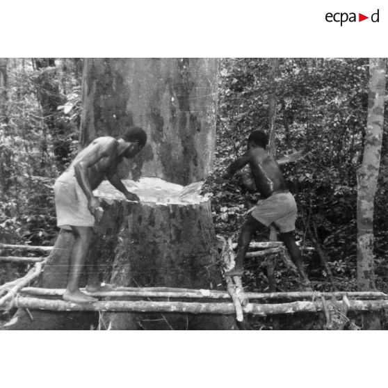 République Gabonaise, 1956. Abattage d'un okoumé.