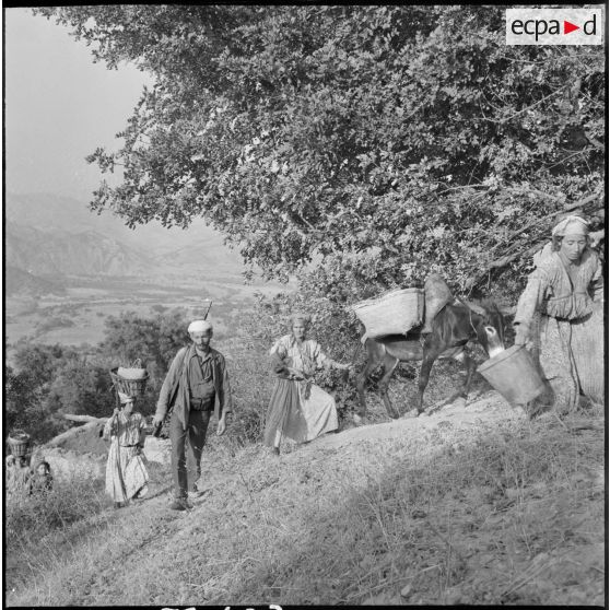 La population du centre de regroupement de Taliouine, située dans la région de Palestro, se rend à la récolte de figues aux alentours des mechtas abandonnées, escortée par le groupe d'auto-défense.