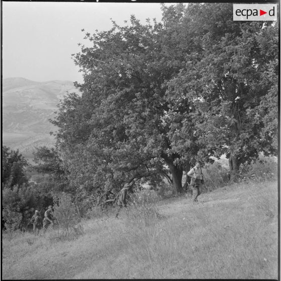 La population du centre de regroupement de Taliouine, située dans la région de Palestro, se rend à la récolte de figues aux alentours des mechtas abandonnées, escortée par le groupe d'auto-défense.