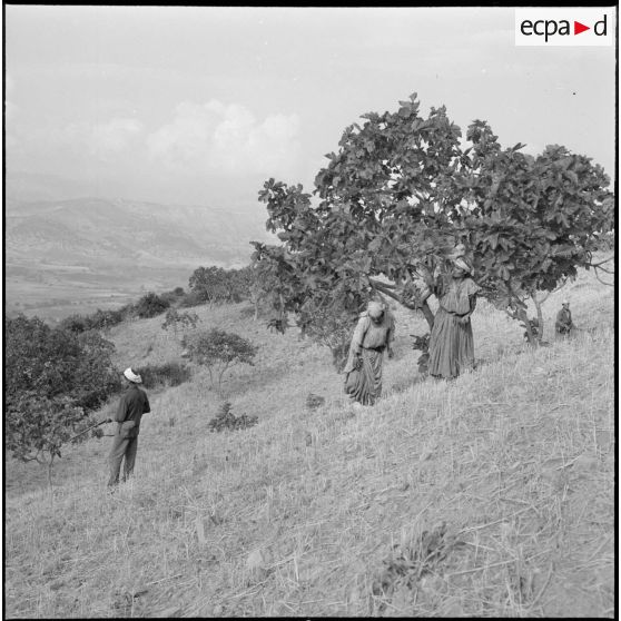 Des femmes du centre de regroupement de Taliouine, située dans la vallée de l'Oued Isser, récoltent des figues, sous la protection des membres du groupe d'auto-défense.