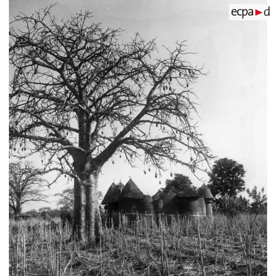 République du Dahomey, nord-Dahomey, 1960. Tata Somba.