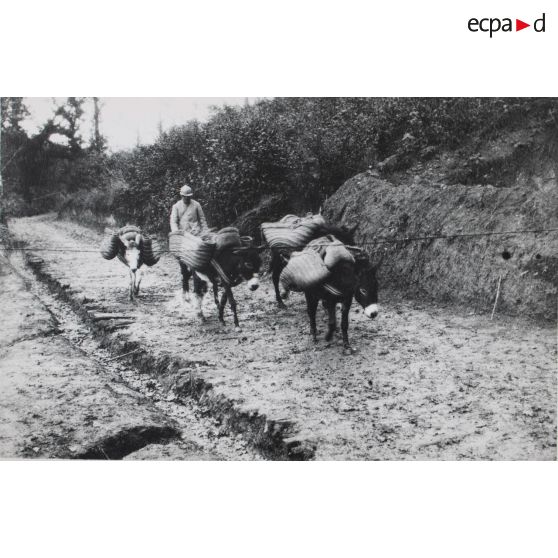 735. Ravin de la Fontaine aux Charmes. 7 oct[obre] 1916. [légende d'origine]