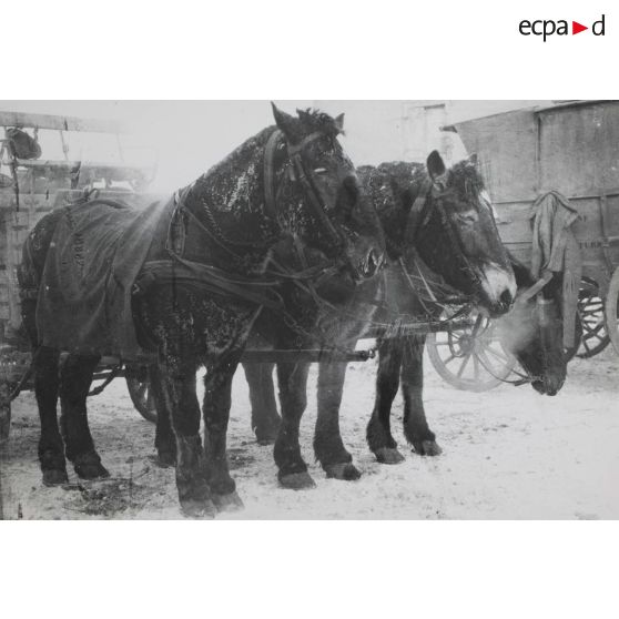 1344. Valhey. Chevaux givrés. 4 janvier 1918. 9 h. [légende d'origine]