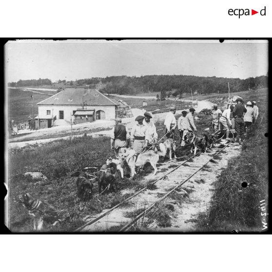 Les chiens de traîneau employés en été dans la région du col du Tanet dans les Vosges. [légende d'origine]