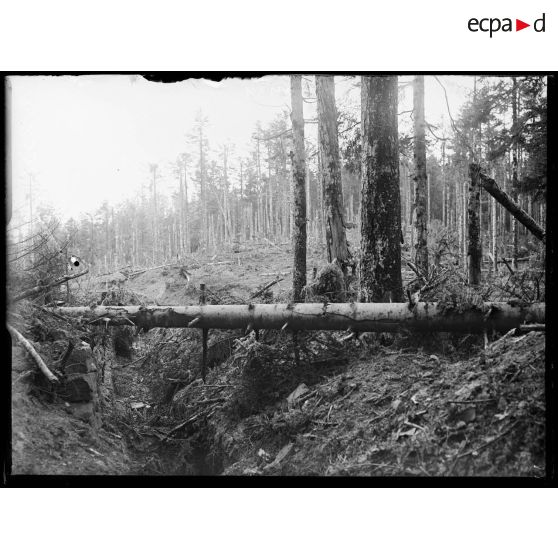 Cote 675, T. A. 33, bois bouleversé par les minenwerfer dans les nuits des 7 au 10 août 1916. Secteur des ravines près de Moyenmoutiers. [légende d'origine]