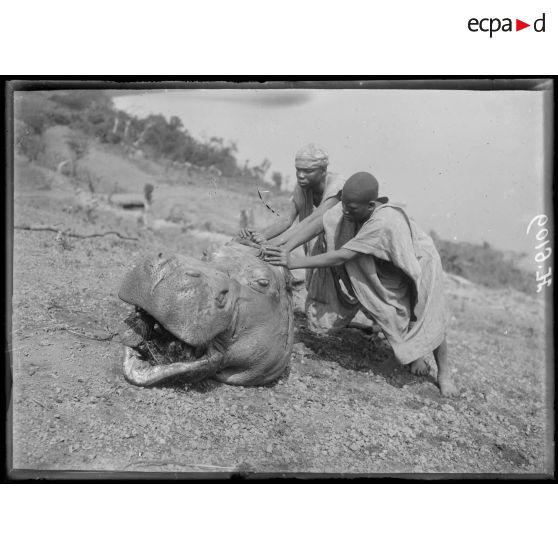 Tibati. Tête d'hippopotame vue de face. [légende d'origine]