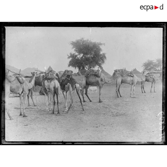 Maroua. Les premiers chameaux rencontrés. [légende d'origine]