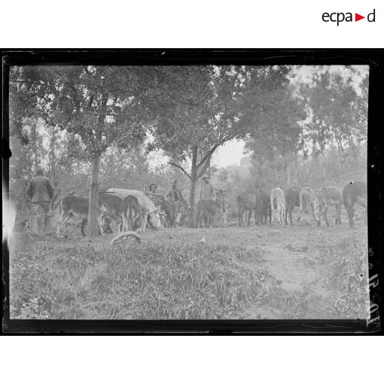 Condé-sur-Aisne, parc de petits ânes. [légende d'origine]