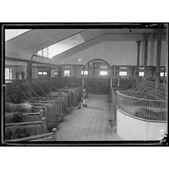 Garches, Seine-et-Oise, Institut Pasteur, fabrication des sérums. Ecurie circulaire. [légende d'origine]