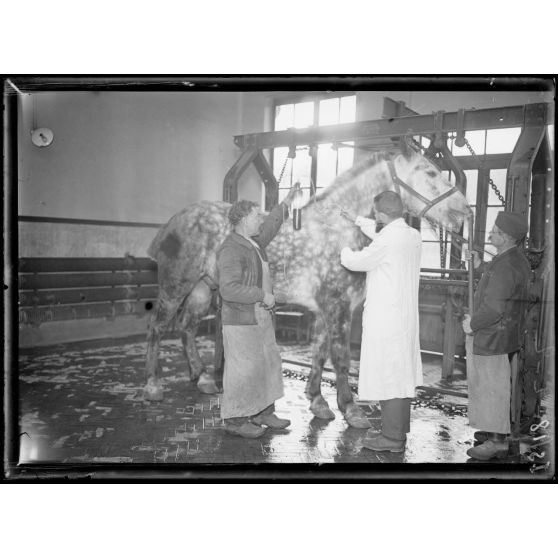 Garches, Seine-et-Oise, Institut Pasteur, fabrication des sérums. Vaccination d'un cheval. [légende d'origine]