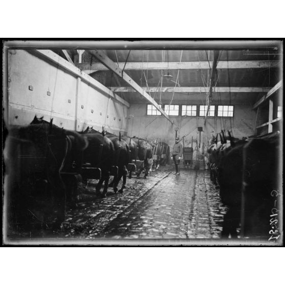 Garches, Seine-et-Oise, Institut Pasteur. Service de sérothérapie. Une des écuries. [légende d'origine]