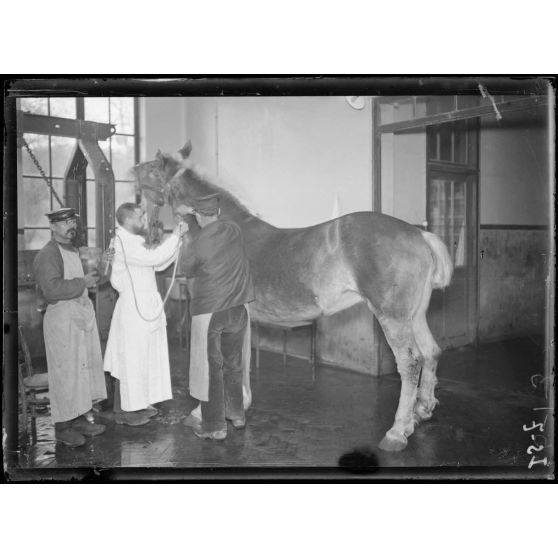 Garches, Seine-et-Oise, Institut Pasteur, fabrication des sérums. Saignée du cheval, 1er temps. [légende d'origine]