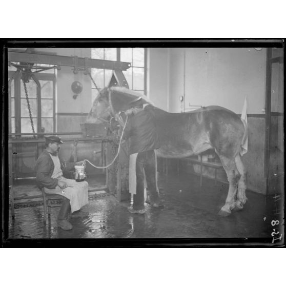 Garches, Seine-et-Oise, Institut Pasteur, fabrication des sérums. Saignée du cheval 3e temps. [légende d'origine]