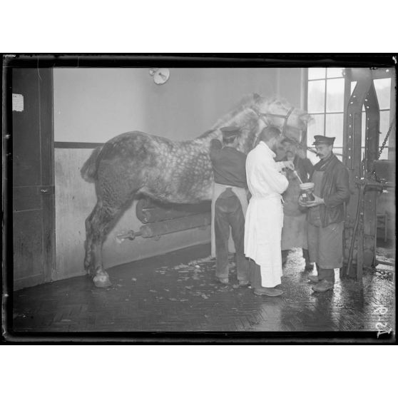 Garches, Seine-et-Oise, Institut Pasteur, fabrication des sérums. Saignée du cheval 2e temps. [légende d'origine]