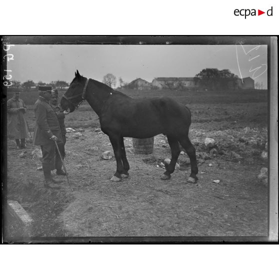 Région de Reims et Soissons. Commission de remonte de la 10e et de la 5e armée : type de cheval. [légende d'origine]