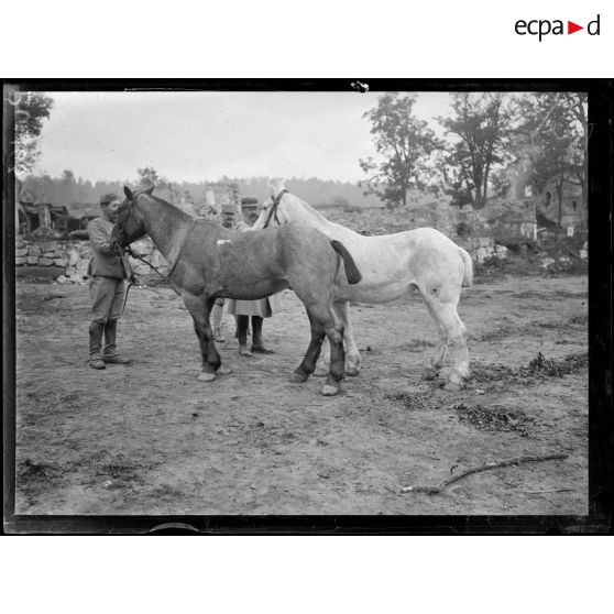 Région de Reims et Soissons. Commission de remonte de la 10e et de la 5e armée : type de chevaux. [légende d'origine]