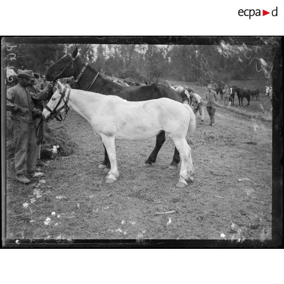 Région de Reims et Soissons. Commission de remonte de la 10e et de la 5e armée : type de chevaux. [légende d'origine]