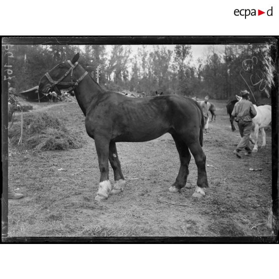 Région de Reims et Soissons. Commission de remonte de la 10e et de la 5e armée : type de cheval. [légende d'origine]