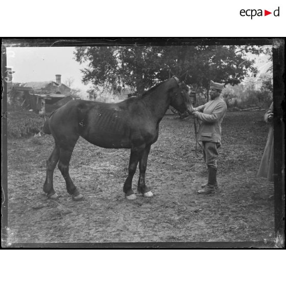 Région de Reims et Soissons. Commission de remonte de la 10e et de la 5e armée : type de cheval. [légende d'origine]